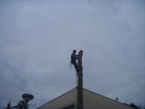 boom snoeien breda